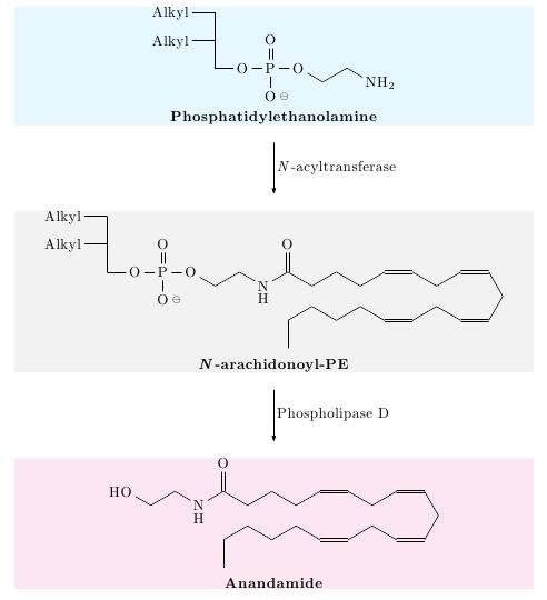 phospholipids.jpg